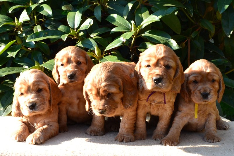 10-Icon, Ina, Idol, Ira, Iris.JPG